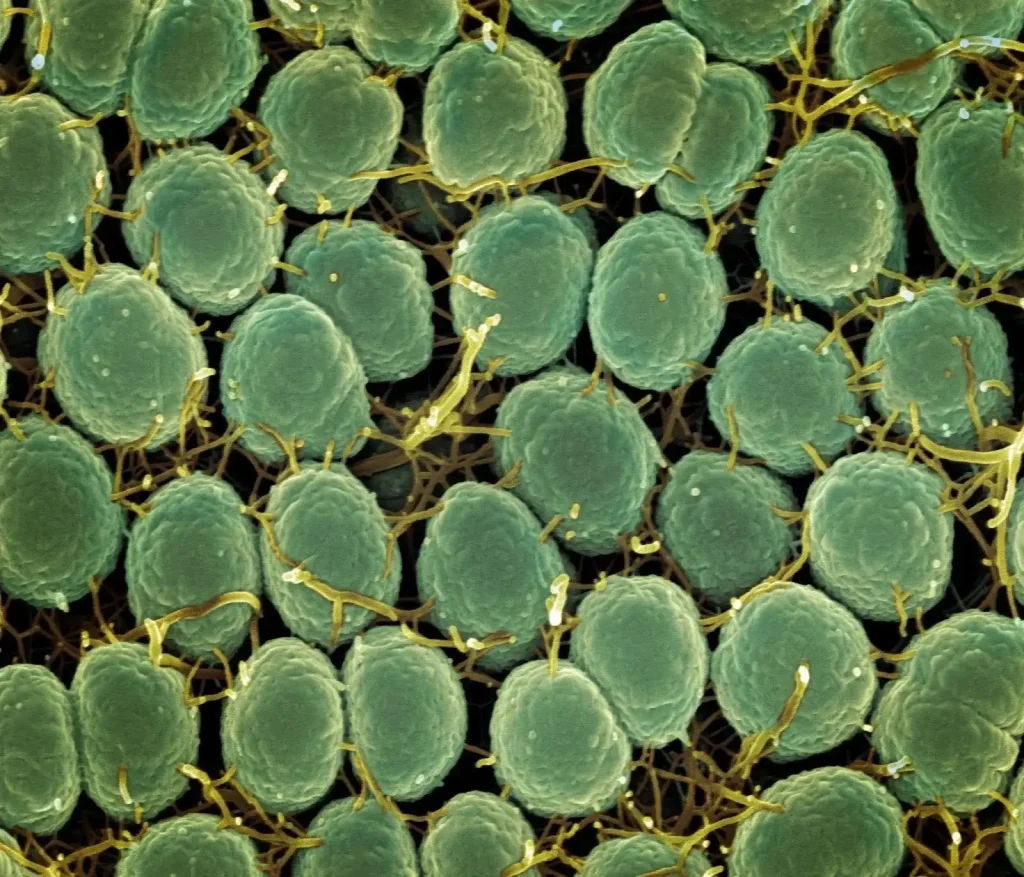 Understanding the Differences Between Genital and Oral Herpes